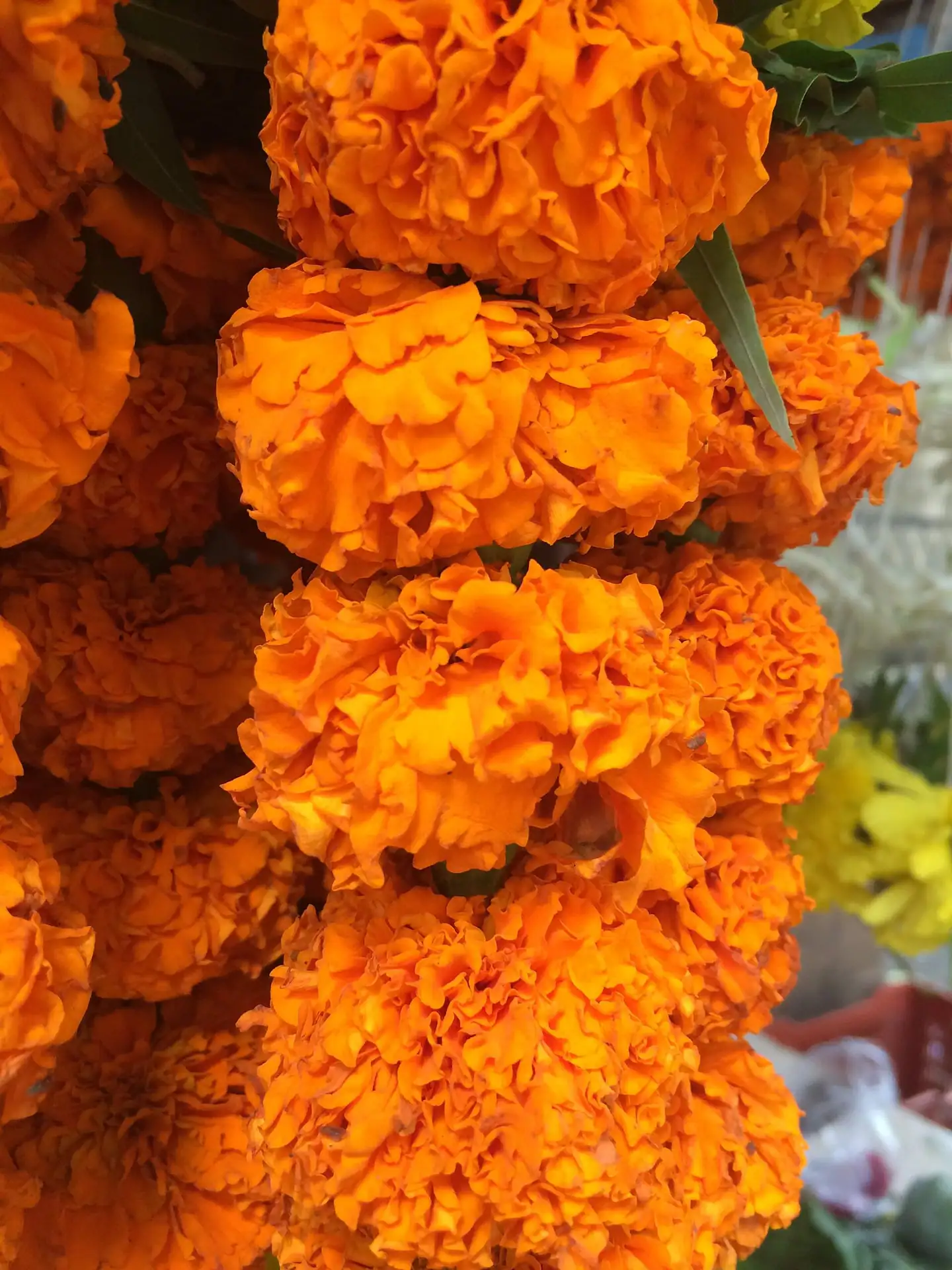 Close-up of strung marigold garlands